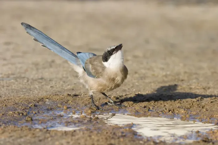 Framed Print : Azure-winged Magpie - Juvenile drinking from puddle of water - Extremadura - Spain Framed Print : Azure-winged Magpie - Juvenile drinking from puddle of water - Extremadura - Spain