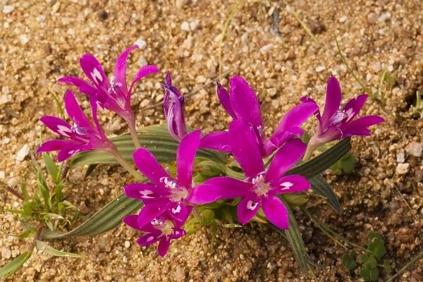 Babiana curviscapa, in its pink-Cerise form. Iris-relative. Namaqualand, Northern Cape, South Africa