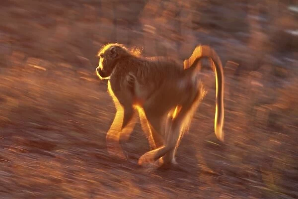 baboon running, Chobe NP, Botswana
