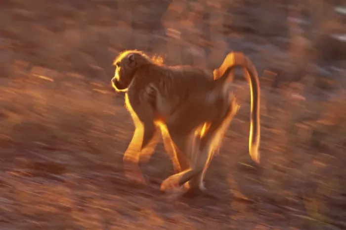 Framed Print : baboon running, Chobe NP, Botswana Framed Print : baboon running, Chobe NP, Botswana