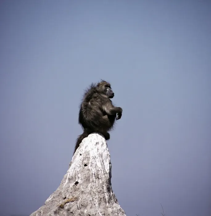 Framed Print : Baboon - sentry lookout - Botswana