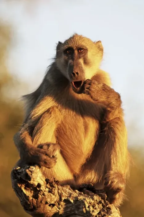 Framed Print : baboon sitting, Chobe NP, Botswana Framed Print : baboon sitting, Chobe NP, Botswana