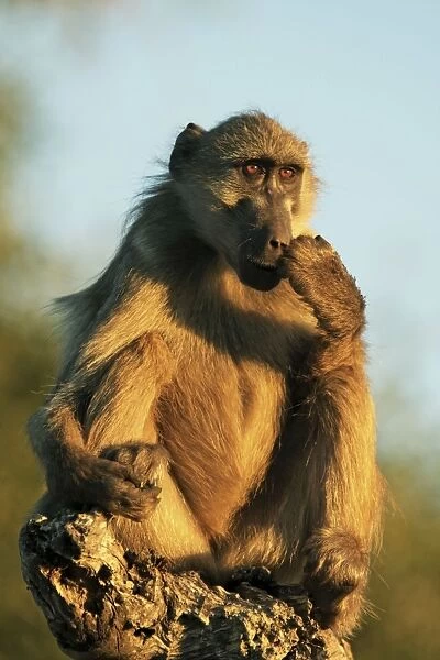 baboon sitting, Chobe NP, Botswana