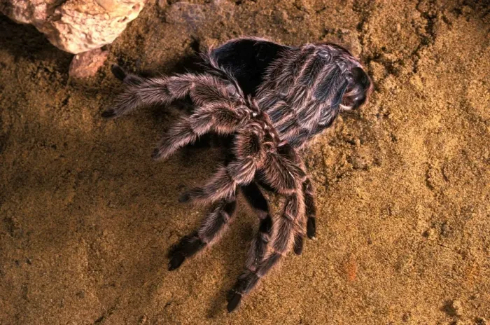 Framed Print : Baboon Spider / Tarantula - leaving its moulting Framed Print : Baboon Spider / Tarantula - leaving its moulting