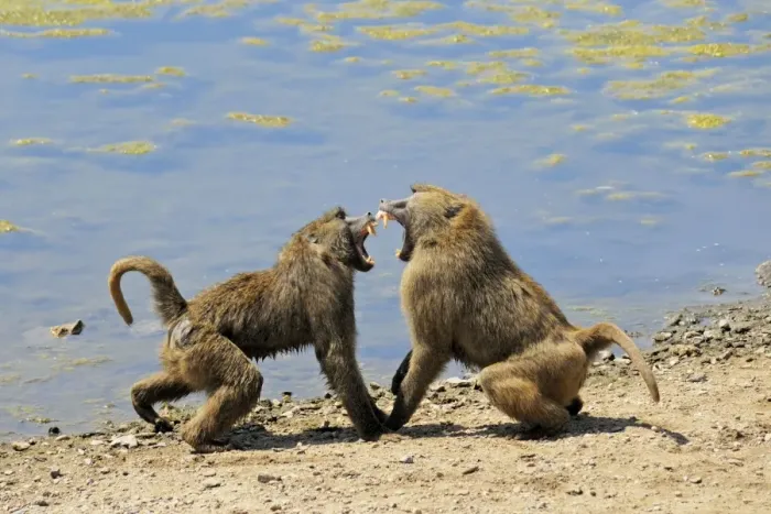 Framed Print : baboons fighting, Zoo Gelsenkirchen, Germany Framed Print : baboons fighting, Zoo Gelsenkirchen, Germany