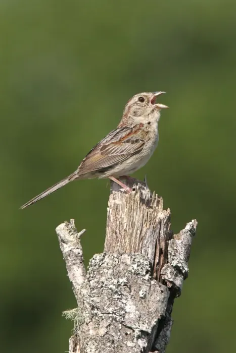 Framed Print : Bachman's Sparrow - singing, on territory. Florida, USA