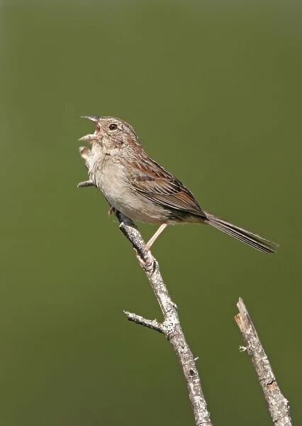 Bachman's Sparrow - singing on territory Florida, USA
