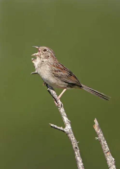 Framed Print : Bachman's Sparrow - singing on territory Florida, USA Framed Print : Bachman's Sparrow - singing on territory Florida, USA