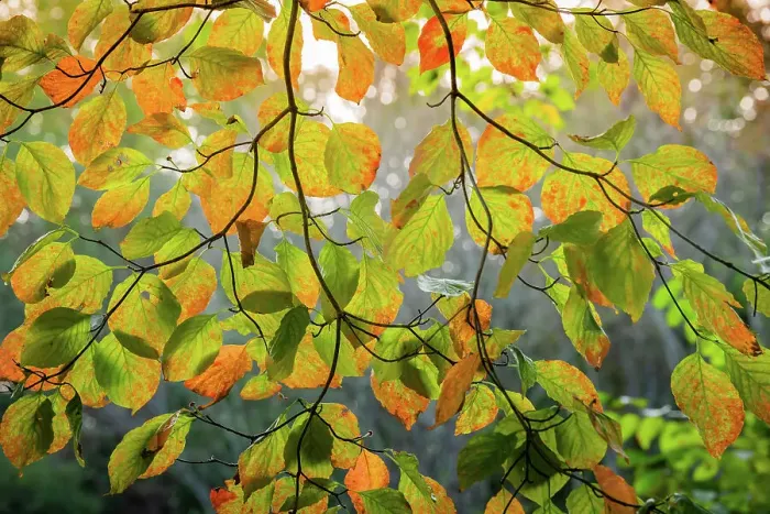 Framed Print : Backlit branch with golden leaves, Peaks Of Otter, Blue Ridge Parkway, Smoky Mountains, USA. Date: 04-10-2018