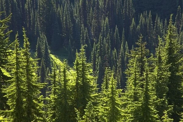 Backlit Conifers Paradise, Mount Rainier National Park, Washington State, USA LA001386