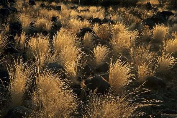 Backlit Grasses at Dawn - Kokerboom Forest, Namibia, Africa LA002507