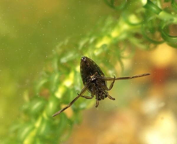 Backswimmer floating on water surface from below