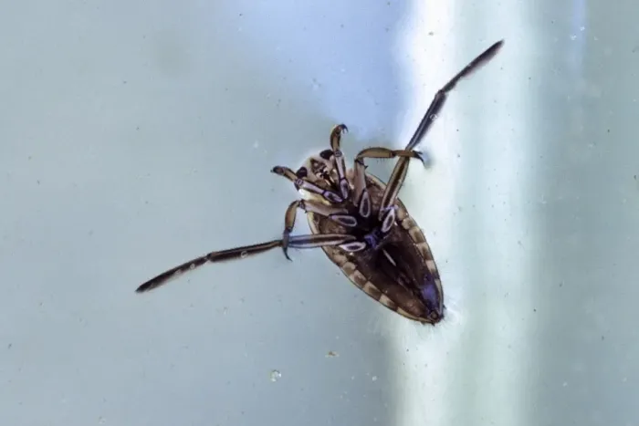 Framed Print : Backswimmer - in pool