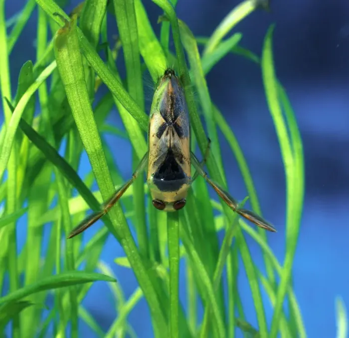 Framed Print : Backswimmer resting on waterplants back view Framed Print : Backswimmer resting on waterplants back view