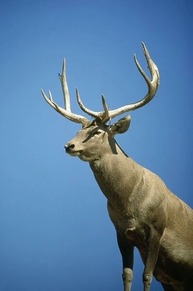 Bactirian Red Deer - stag