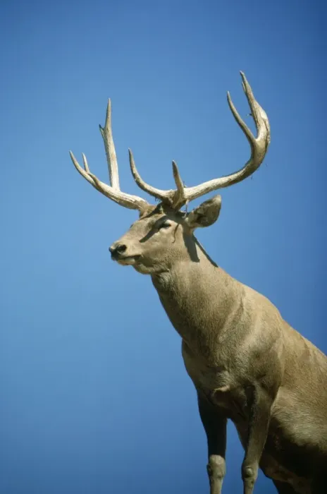 Framed Print : Bactirian Red Deer - stag Framed Print : Bactirian Red Deer - stag