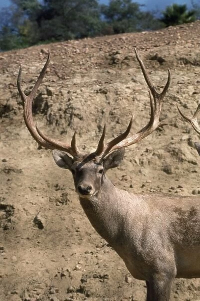 Bactirian Red Deer - stag