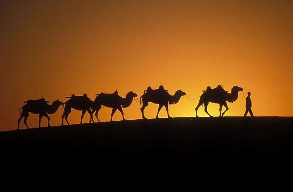 Bactrian Camel Gobi desert, China