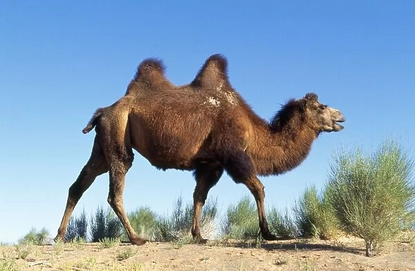 Bactrian Camel Gobi desert, Mongolia