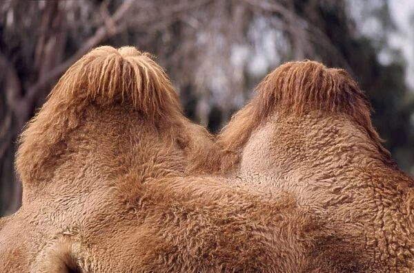 Bactrian Camel - humps, well fed, winter coat. Central Asia