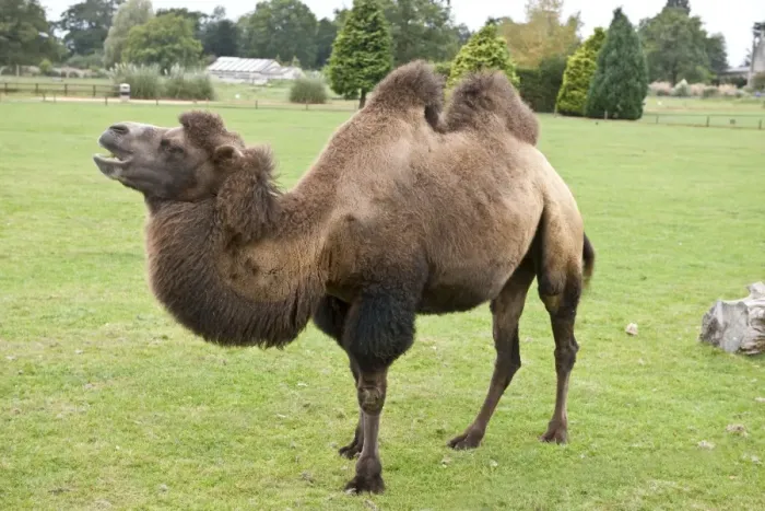 Framed Print : Bactrian Camel - found naturally in the Gobi Desert, Mongolia. Photo - Cotswold Wildlife Park. September Framed Print : Bactrian Camel - found naturally in the Gobi Desert, Mongolia. Photo - Cotswold Wildlife Park. September