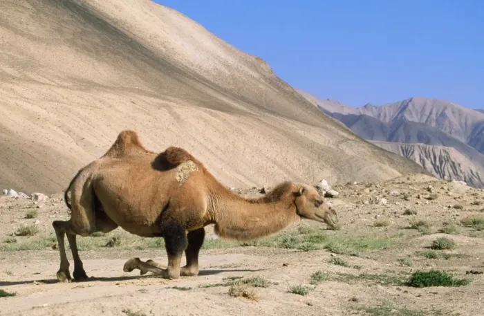 Framed Print : Bactrian Camel Pamir Plateau, Gobi desert, Xinjiang, China Framed Print : Bactrian Camel Pamir Plateau, Gobi desert, Xinjiang, China