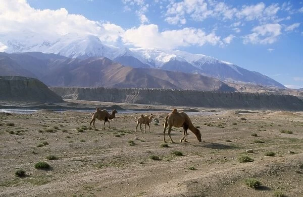 Bactrian Camel Pamir Plateau, Gobi Desert, Xinjang, China