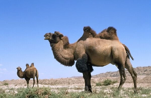 Bactrian Camel Pamir Plateau, Gobi Desert, Xinjiang, China