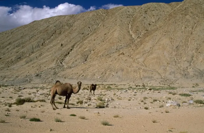 Framed Print : Bactrian Camel Pamir plateau, Gobi desert, Xinjiang China Framed Print : Bactrian Camel Pamir plateau, Gobi desert, Xinjiang China
