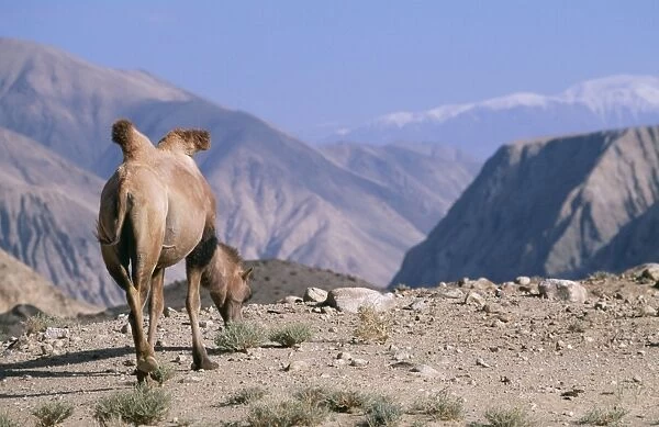 Bactrian Camel WAT 5560 Pamir Plateau, Gobi Desert Xinjiang China Camelus bactrianus © M. Watson  /  ARDEA LONDON