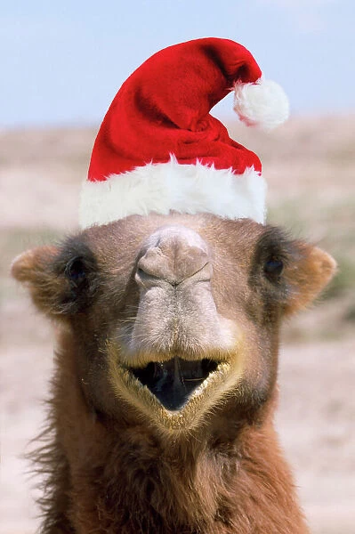 Bactrian Camel - wearing Christmas hat Digital Manipulation: Hat (Su)