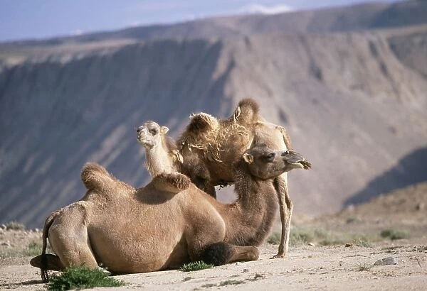 Bactrian Camel - x 2 Pamir Plateau Gobi Desert, Xinjiang, China