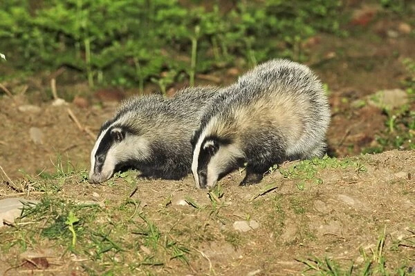 Badger 2 young animals beside sett, Lower Saxony, Germany #1446127