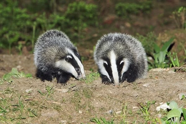 Badger - 2 young animals beside sett, Lower Saxony, Germany