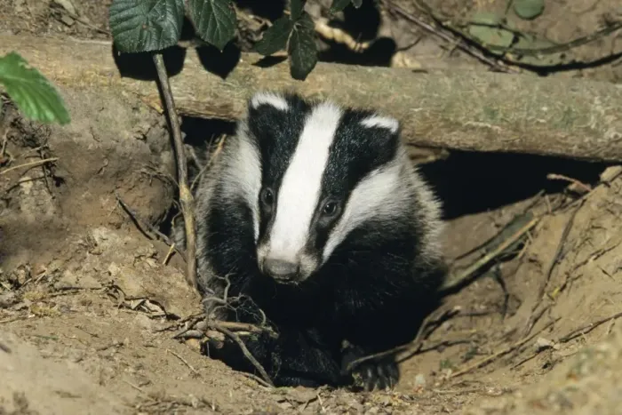 Framed Print : Badger. USH-5265. Badger. Duncan Usher. Framed Print : Badger. USH-5265. Badger. Duncan Usher.