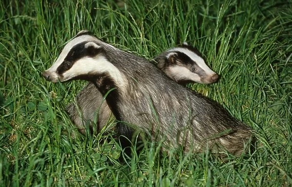 Badger - Adult with young in grass at night - Bridgwater - Somerset - England