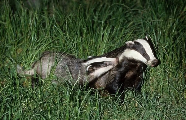 Badger - Adult with young, Somerset - England