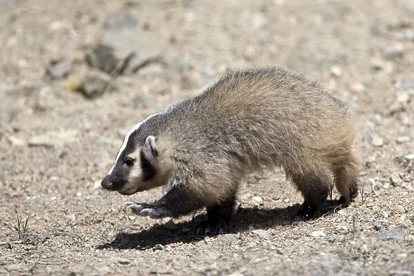 Badger  /  American Badger - Juvenile - Photographed in the mountains of Eastern Nevada - USA - Range - North America