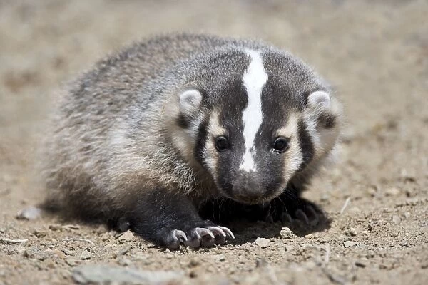 Badger  /  American Badger - Juvenile - Photographed in the mountains of Eastern Nevada - USA - Range - North America