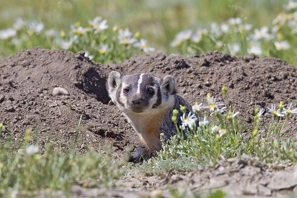 Badger  /  American Badger - in a prairie dog town digging out prey - July - Southern Wyoming - USA