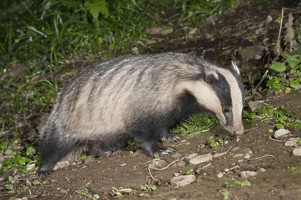 Badger - Cornwall - UK