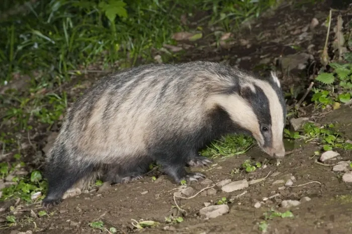 Framed Print : Badger - Cornwall - UK Framed Print : Badger - Cornwall - UK