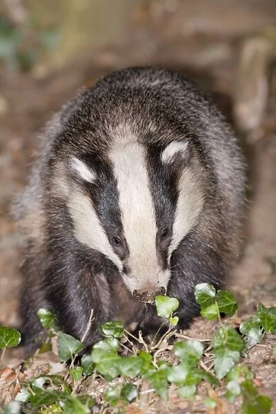 Badger - Cornwall - UK