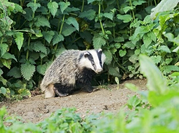 Badger – cub at entrance to sett – evening daylight Bedfordshire UK 004612