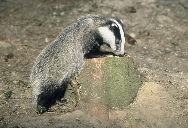 Badger - cub sniffing at tree stump - Lower Saxony - Germany