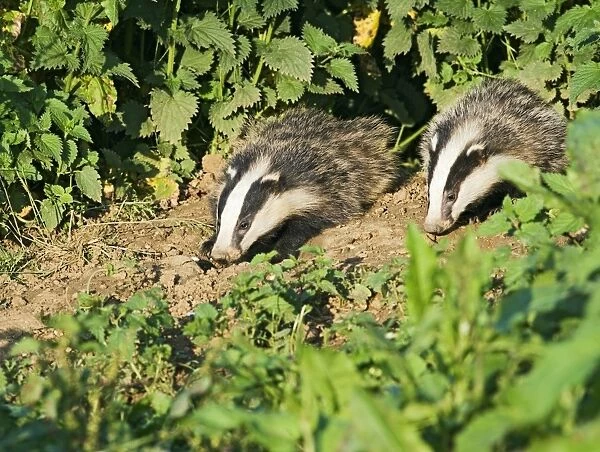 Badger – cubs at entrance to sett – evening daylight Bedfordshire UK 004659