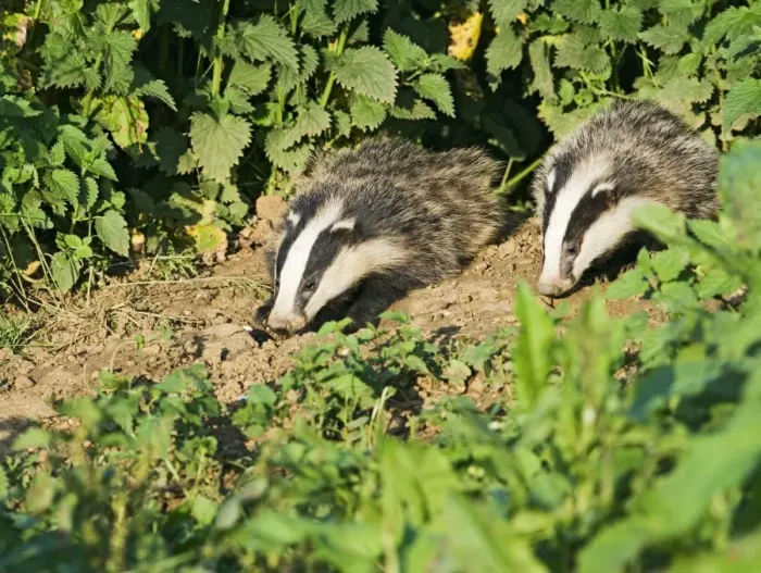 Framed Print : Badger – cubs at entrance to sett – evening daylight Bedfordshire UK 004659 Framed Print : Badger – cubs at entrance to sett – evening daylight Bedfordshire UK 004659