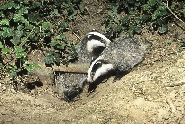 Badger - two cubs at entrance of sett - Lower Saxony - Germany