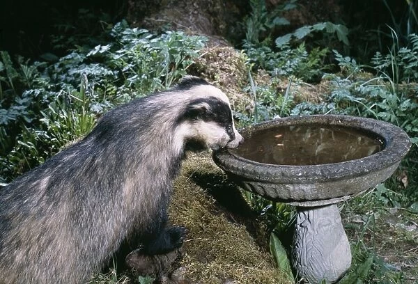 Badger Drinking from bird bath