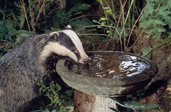 Badger - drinking from bird bath